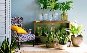Decoração com Plantas