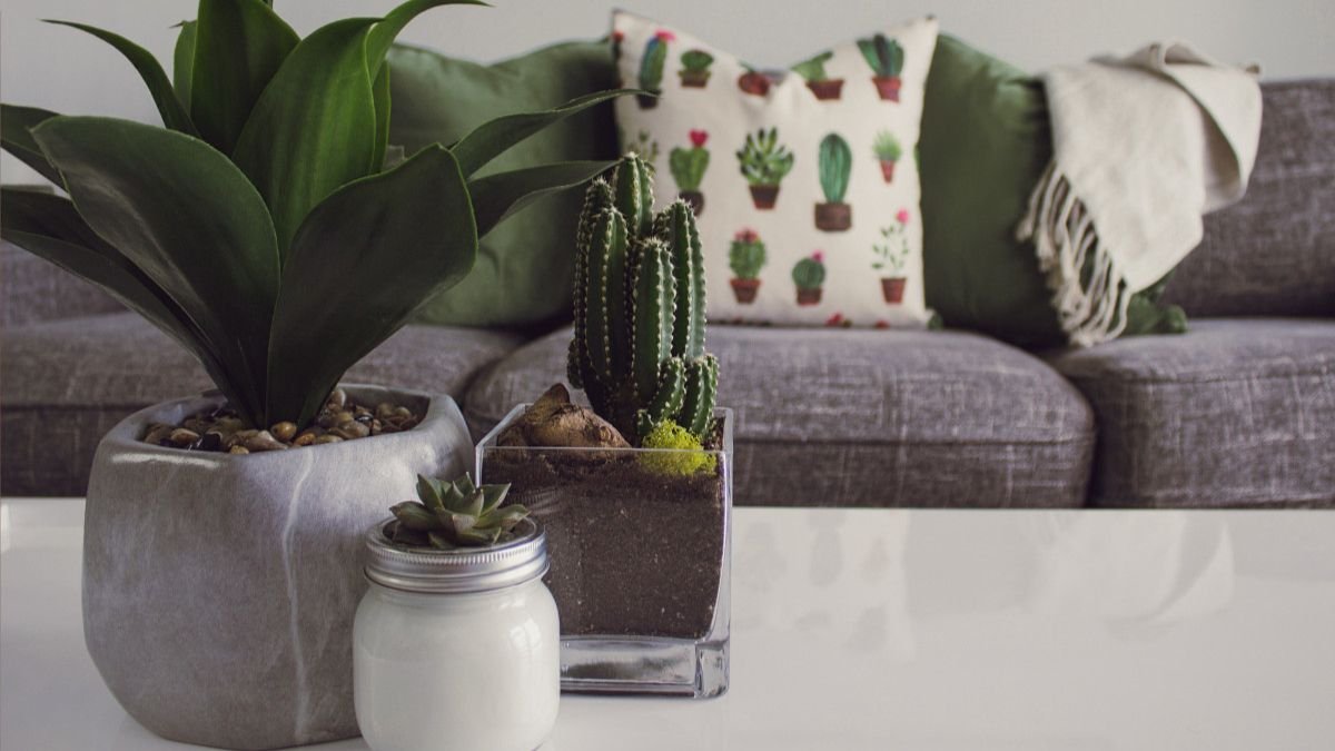 planta na sala